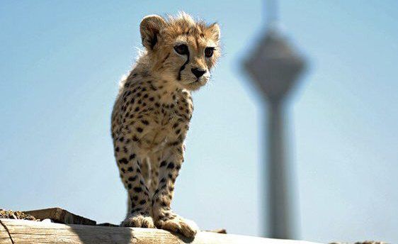 چرا پیروز یوز ایرانی فوت کرد؟