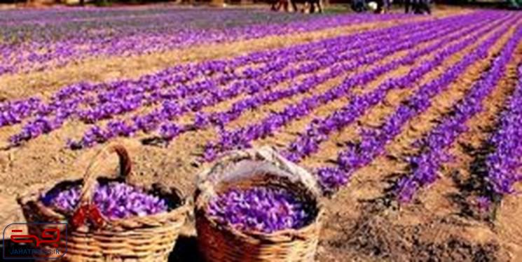 سازمان تعاون روستایی 60 تن زعفران خریداری شده را صادر می‌کند