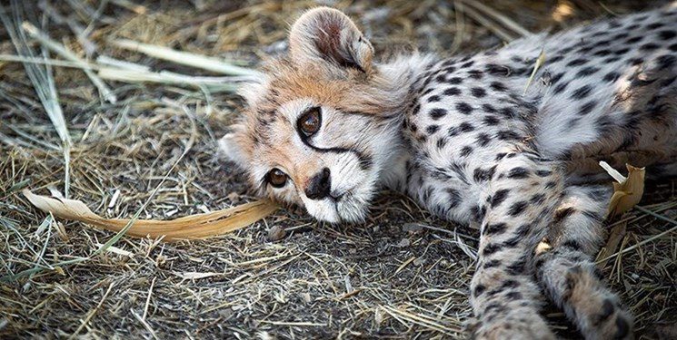 چرا تولد و مرگ پیروز آغازی برای یوز ایرانی است نه پایان آن؟
