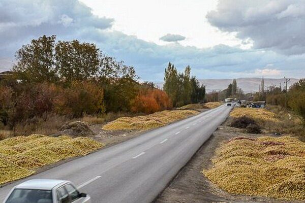 دور ریختن میوه بهشتی در جاده‌های ارومیه به خاطر بی‌تدبیری