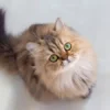 سرنوشت پادشاهی که به دُم یک گربه گره خورد بود