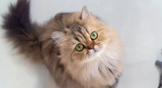 سرنوشت پادشاهی که به دُم یک گربه گره خورد بود